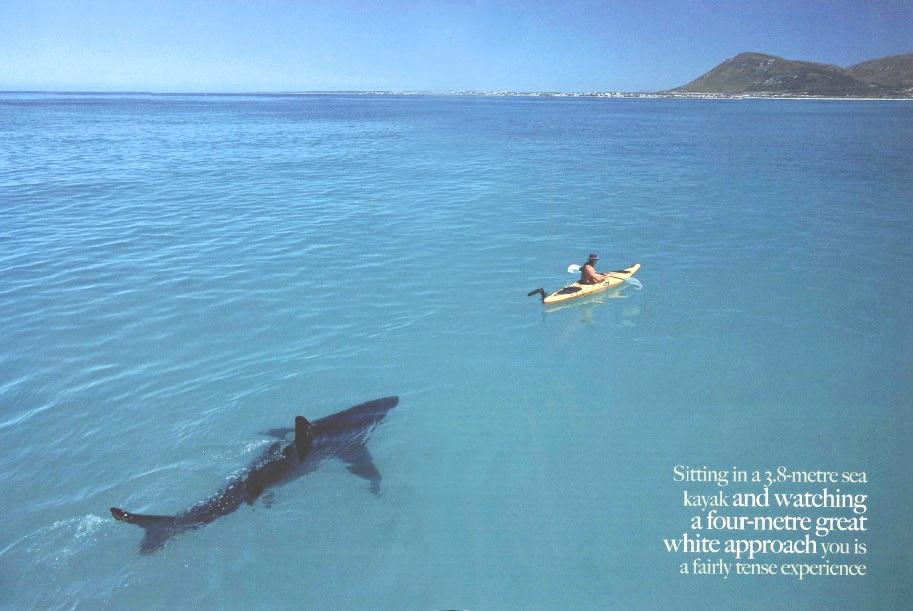 Shark kayak
